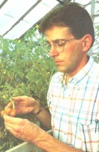 A Look at Genetically Engineered Vegetables Image